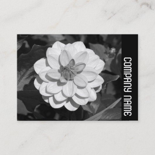 Carte De Visite Side Band - Dahlia 'David Howard' (Devant)