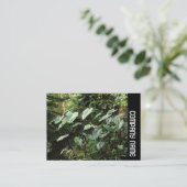 Carte De Visite Side Band - Jardins botaniques (Debout devant)