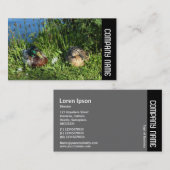 Carte De Visite Side Band - M. et Mme Mallard (Devant / Derrière)