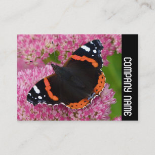 Carte De Visite Side Band - Red Admiral on Sedum (Autumn Joy)