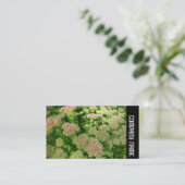 Carte De Visite Side Band - Sedum "Autumn Joy" (Debout devant)