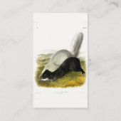 Carte De Visite Skunk (Texan Skunk) Audubon's Quadrupeds (Dos)