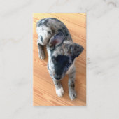 Carte De Visite Soins aux animaux Ajouter votre photo verticale pe (Devant)