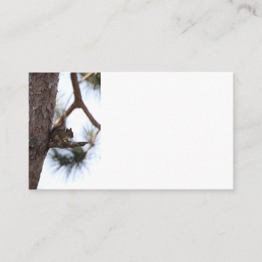 Carte De Visite Squirrel in a Pine Tree Business Cards (Devant)