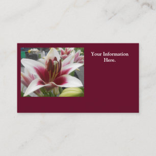 Carte De Visite Star Gazer