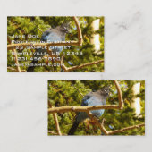 Carte De Visite Steller's Jay at Rocky Mountain National Park (Devant / Derrière)