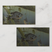 Carte De Visite Sunfish de Redear (Devant / Derrière)