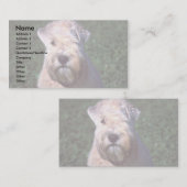 Carte De Visite Terrier blond comme les blés Doux-enduit (Devant / Derrière)