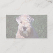 Carte De Visite Terrier blond comme les blés Doux-enduit (Dos)