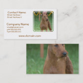 Carte De Visite Terrier irlandais mignon (Devant / Derrière)