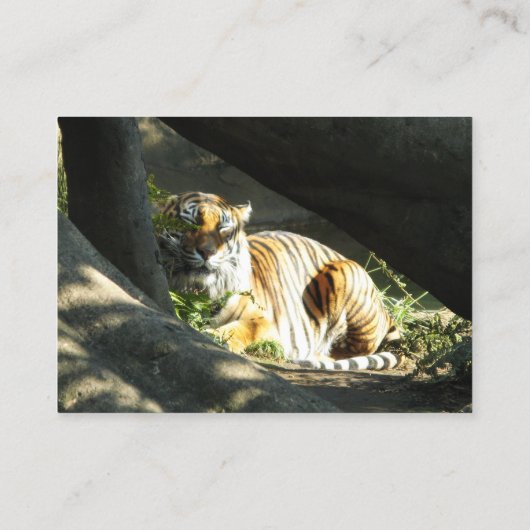 Carte De Visite Tiger Catnap (Dos)