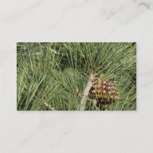 Carte De Visite Torrey Pine Closeup California Botanical (Dos)