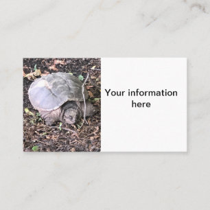Carte De Visite Tortue