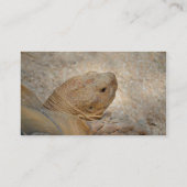 Carte De Visite tortue gros plan vieille tortue (Dos)