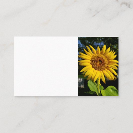 Carte De Visite Tournesol (Devant)