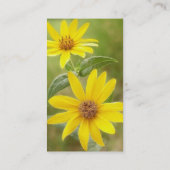 Carte De Visite Tournesol des Prairies - Helianthus maximilianii (Dos)