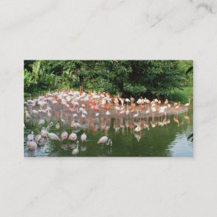carte de visite troupeau de flamants roses nature