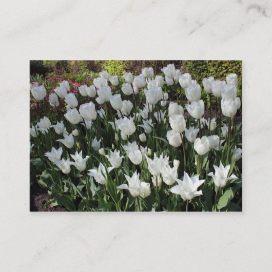 Carte De Visite Tulipes blanches (Devant)