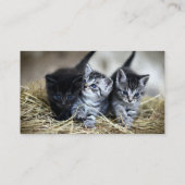 Carte De Visite Un trio de chatons nessonnés ensemble (Dos)