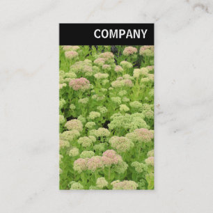 Carte De Visite V En-tête - Sedum (Joie d'Automne)