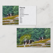 Carte De Visite Vaches - Meuglement (Devant / Derrière)