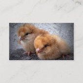 Carte De Visite vignette de photo de deux de Rhode Island poussins (Dos)