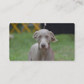 Carte De Visite Weimaraner adorable (Dos)