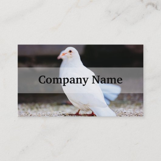 Carte De Visite White Dove, Bird Photo (Devant)