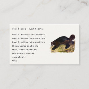 Carte De Visite Wolverine ou Wolverene (Gulo gulo) par Audubon