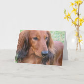 Carte de voeux à cheveux longs de teckel (Fleur jaune)