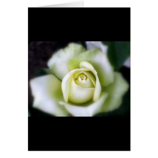 Carte de vœux à focus doux Rose Blanche (Devant)