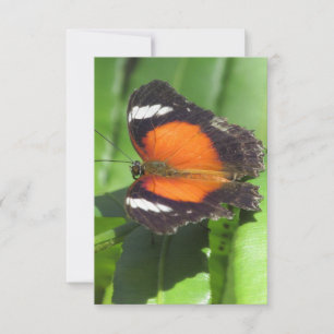 Carte de voeux à plat pour papillon tropical