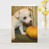 Carte de voeux acérée de citrouille de chiwawa de (Fleur jaune)