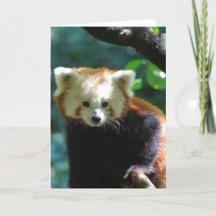 Carte de voeux adorable de panda rouge