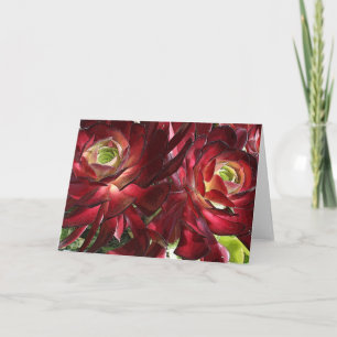 Carte de voeux Aeonium