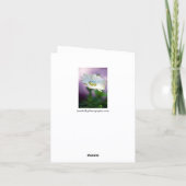 Carte de vœux African Daisy (Dos)