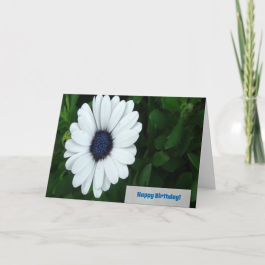 Carte de voeux African Daisy (Devant)