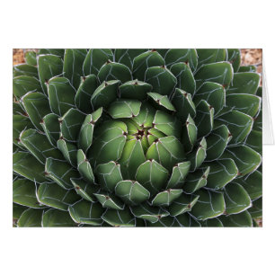 Carte de voeux agave Succulente