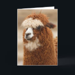 Carte de voeux Alpaca<br><div class="desc">En utilisant la fonction "customisez-le",  ajoutez votre propre texte si vous le souhaitez. Photo de Petr Kratochvil,  sur www.publicdomainpictures.net. Voir mon magasin pour plus d'articles de photographie.</div>