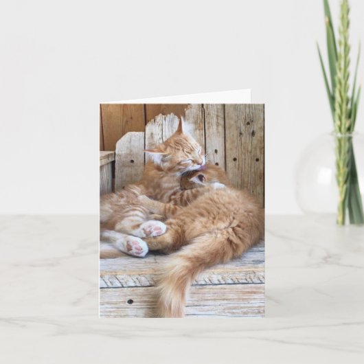 Carte de vœux Amour de chaton (Devant)