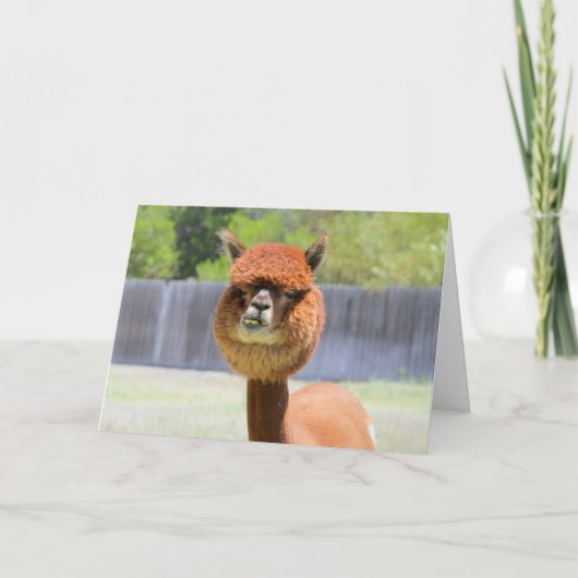 Carte de voeux amusante Alpaca (Devant)