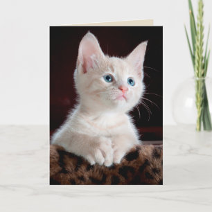carte de voeux angel kitten