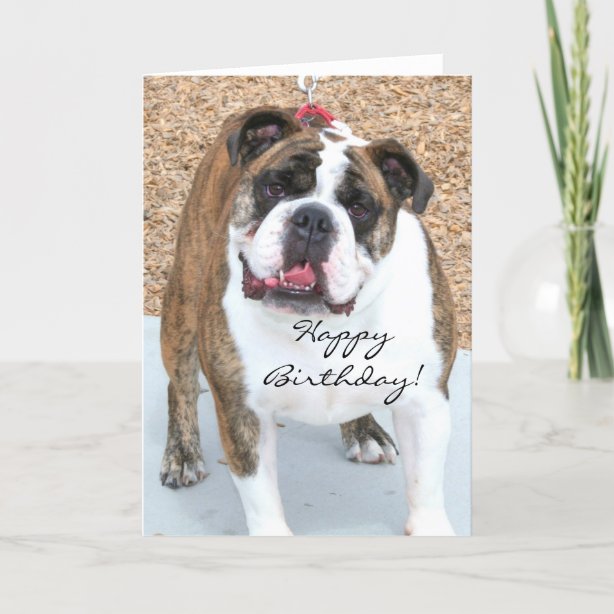 Personnage Drôle De Bouledogue ançais De Vecteur Parfait Pour La