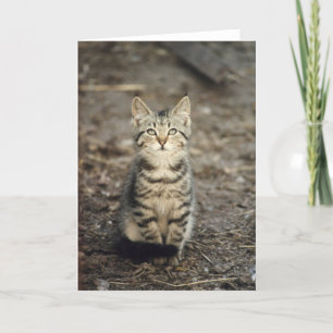Carte de voeux animale de photo "de chaton de