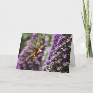 Carte de voeux aux colibris
