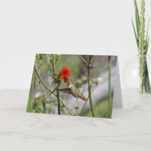 Carte de voeux aux colibris