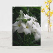 Carte de voeux aux fleurs blanches (Fleur jaune)