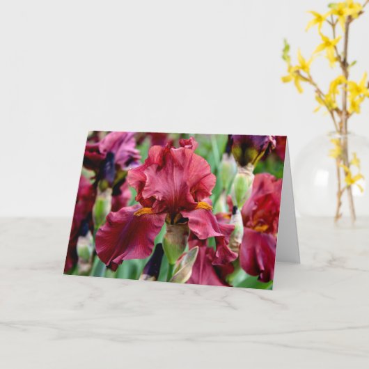 Carte de vœux avec fleur d'iris bourguignonne (int (Fleur jaune)