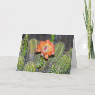 Carte de voeux avec la fleur orange de cactus