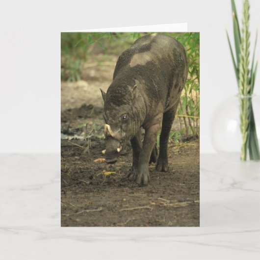 Carte de voeux Babirusa (Devant)